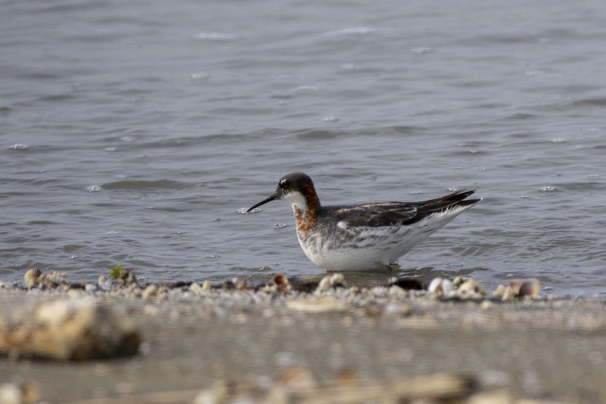 Red-necked Phalarope - Pantea Golzari