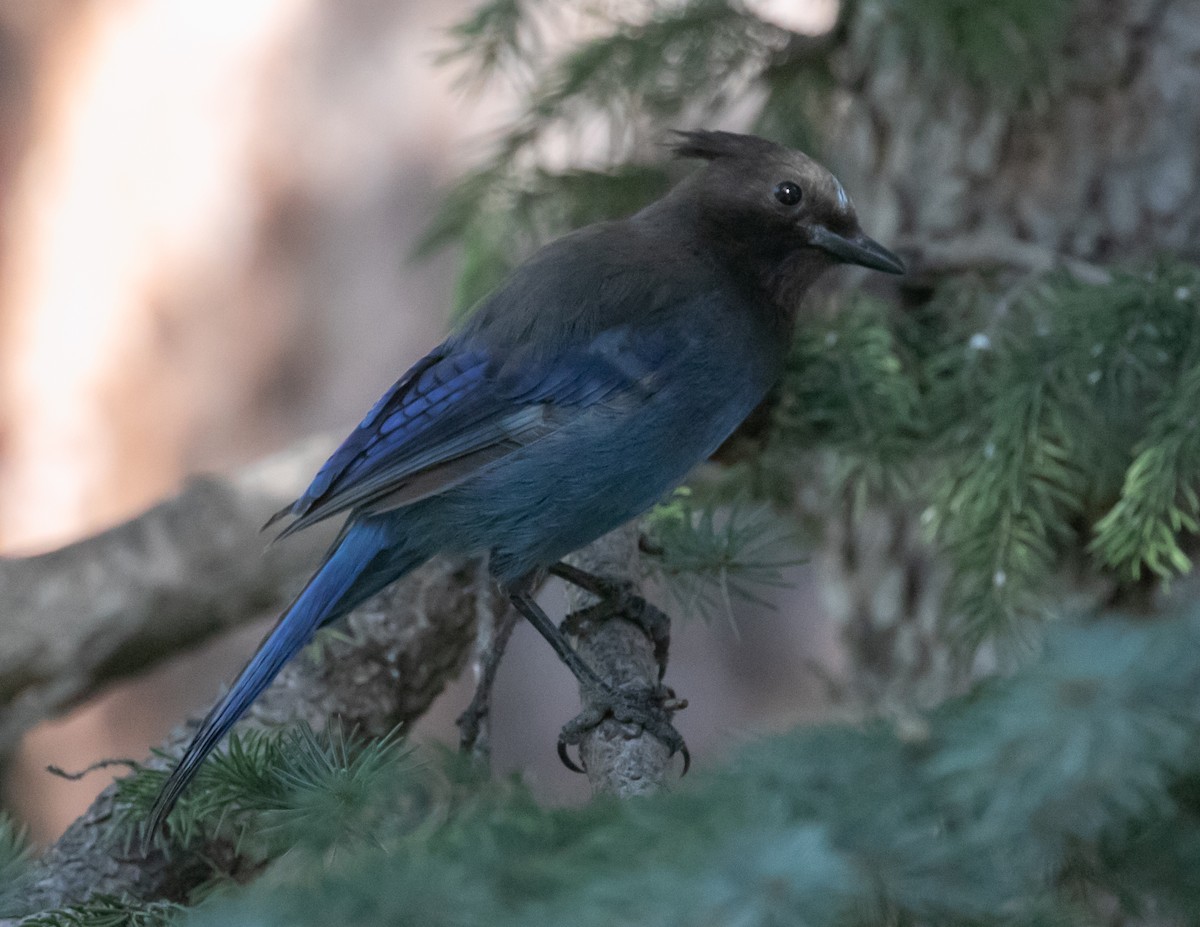 Steller's Jay - Chris Tosdevin