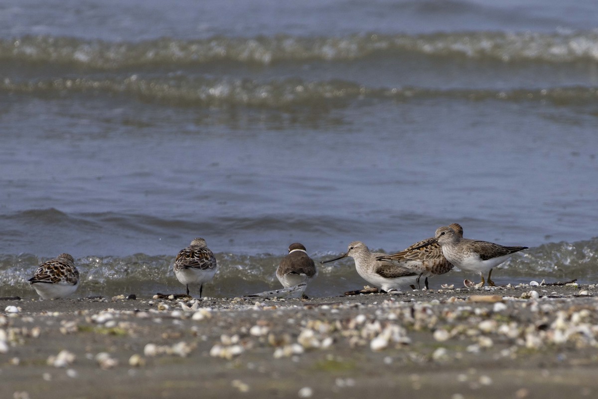 Terek Sandpiper - Pantea Golzari