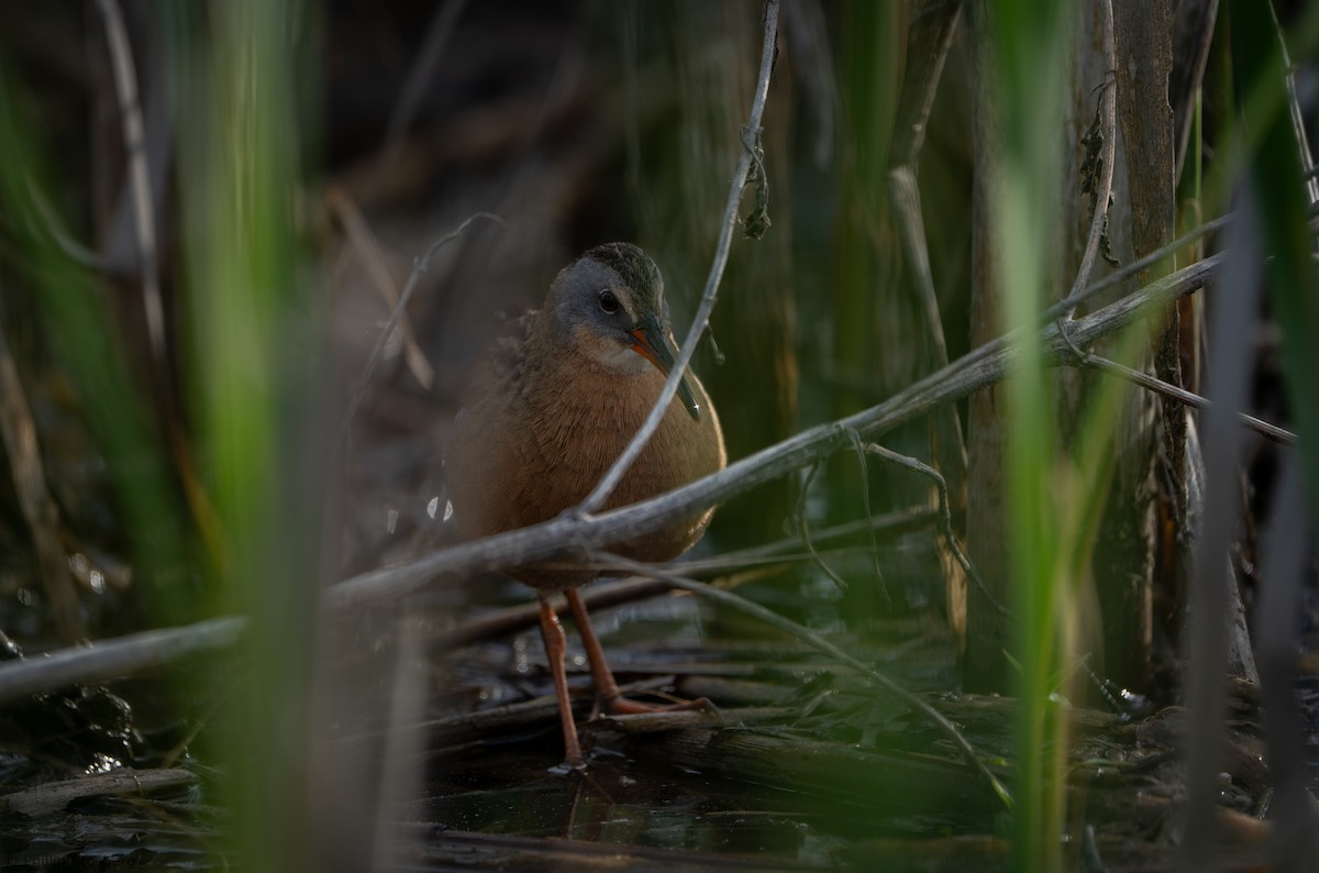 Virginia Rail - ML619431284