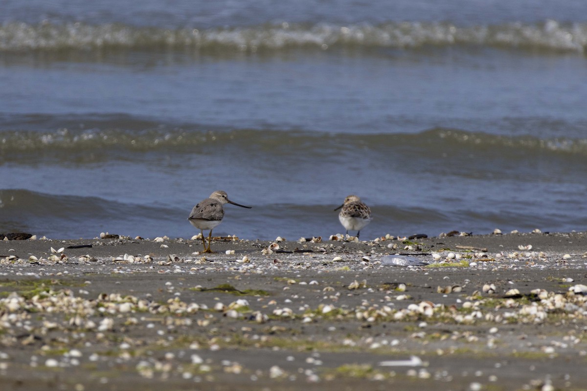 Terek Sandpiper - Pantea Golzari