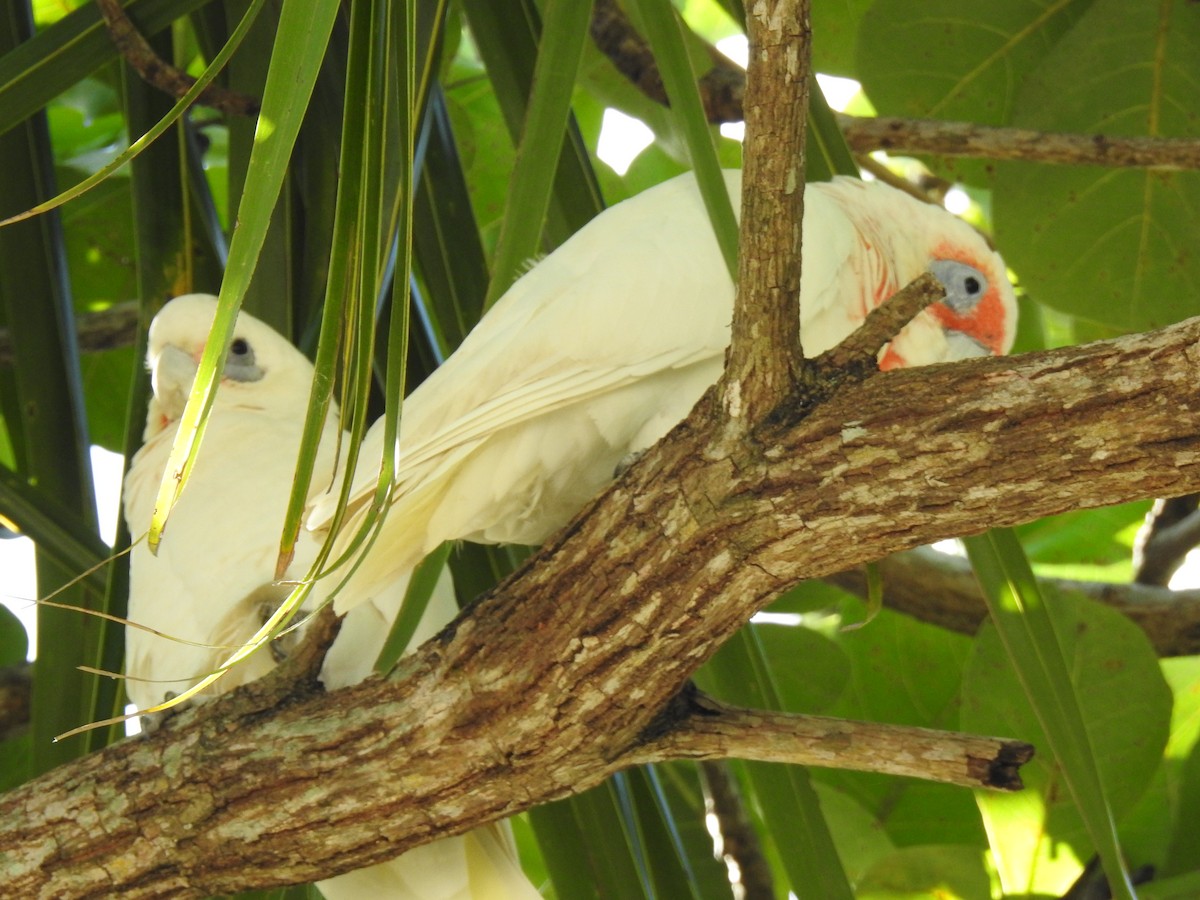 Long-billed Corella - Monica Mesch