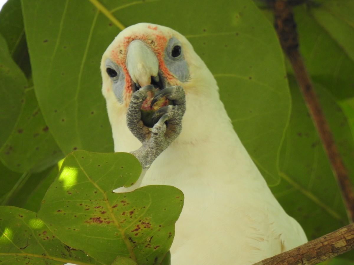 Long-billed Corella - Monica Mesch