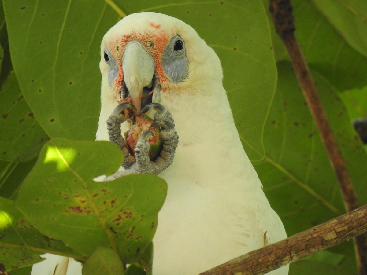 Long-billed Corella - Monica Mesch