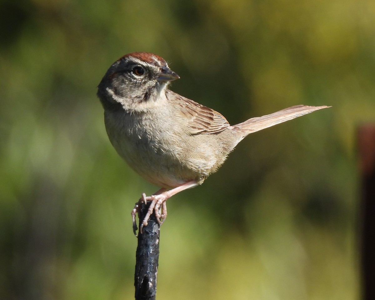 Rufous-crowned Sparrow - Michael I Christie