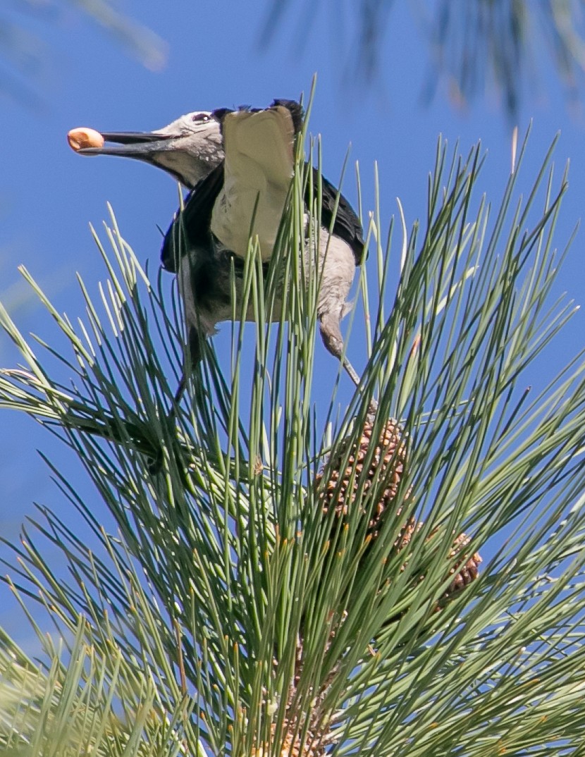 Clark's Nutcracker - Chris Tosdevin