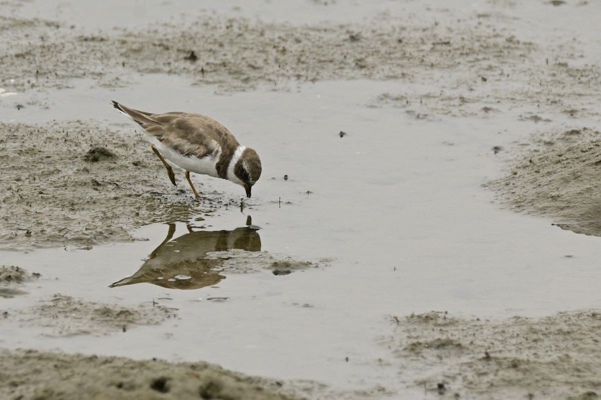 Semipalmated Plover - Ann Saetnan