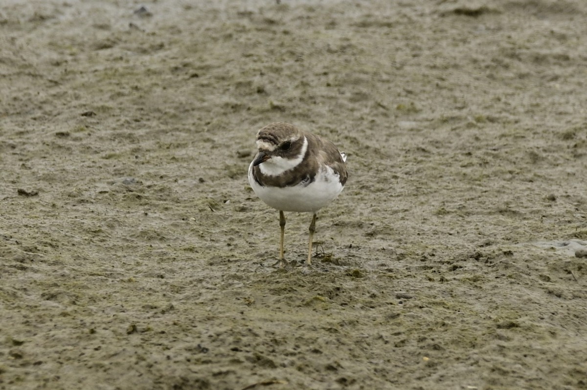 Semipalmated Plover - Ann Saetnan