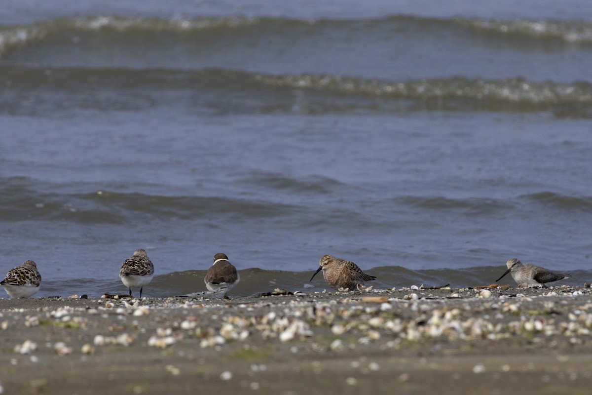 Curlew Sandpiper - Pantea Golzari