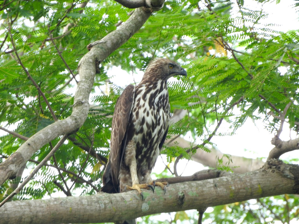 Aigle huppé - ML619431326