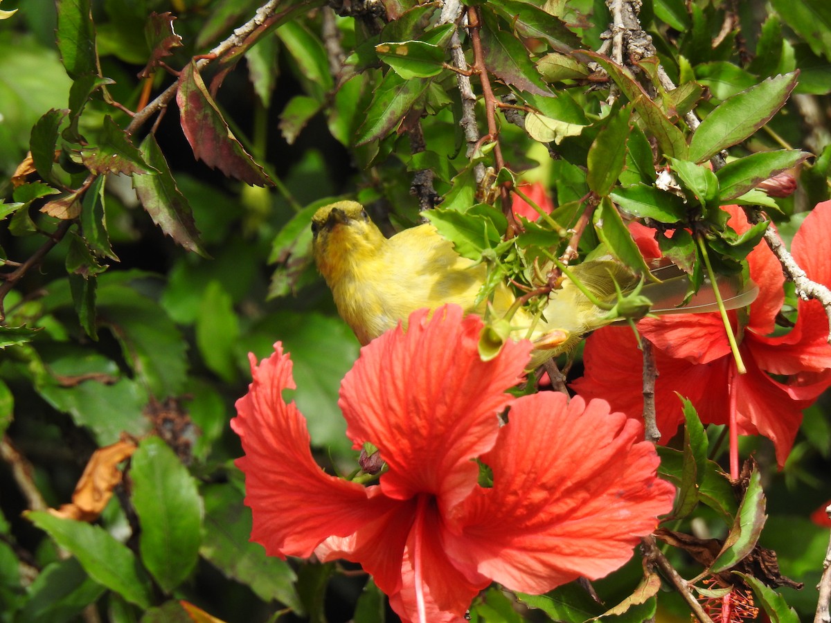 Yellow Honeyeater - Monica Mesch