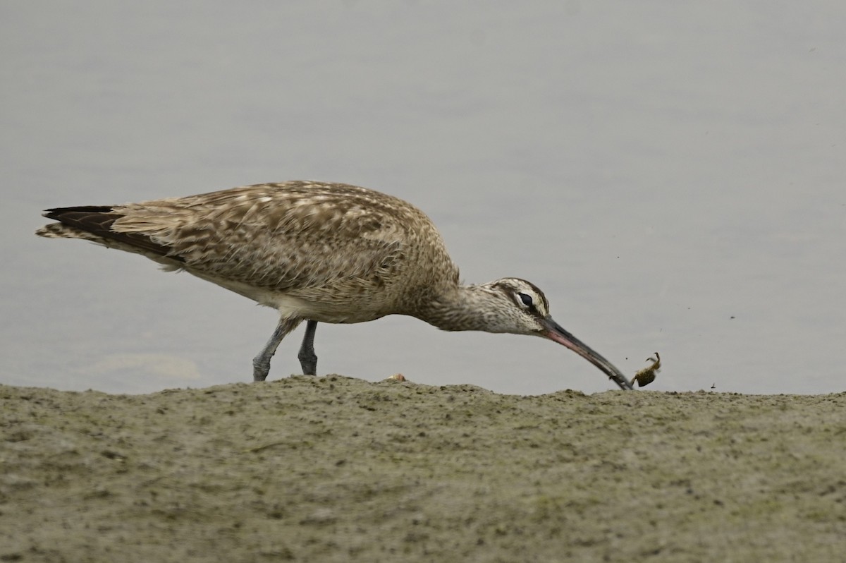 Whimbrel - Ann Saetnan