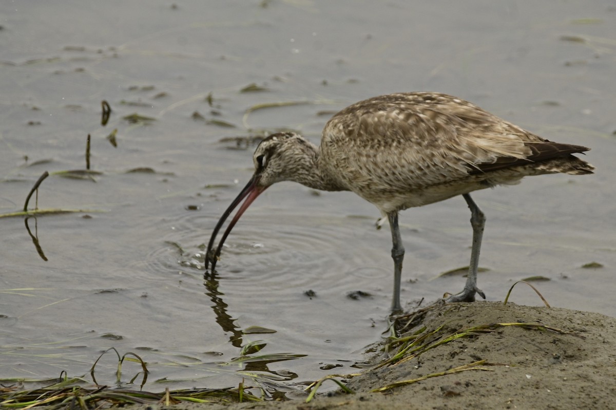 Whimbrel - Ann Saetnan