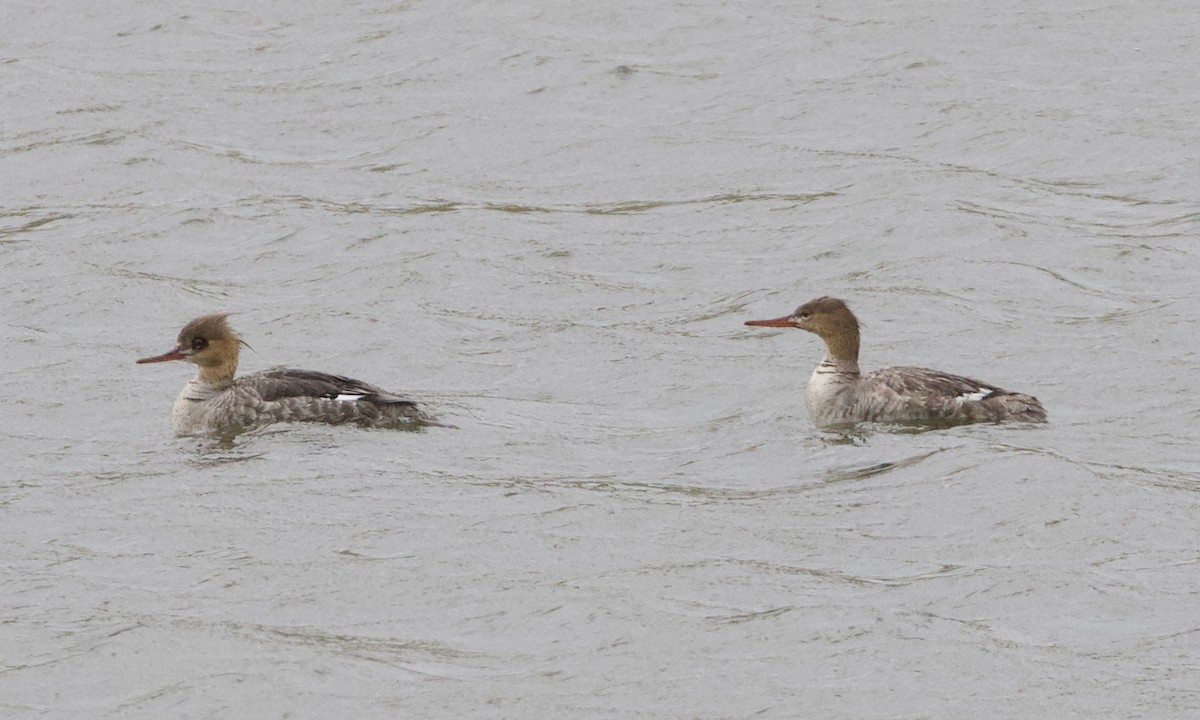 Red-breasted Merganser - ML619431345