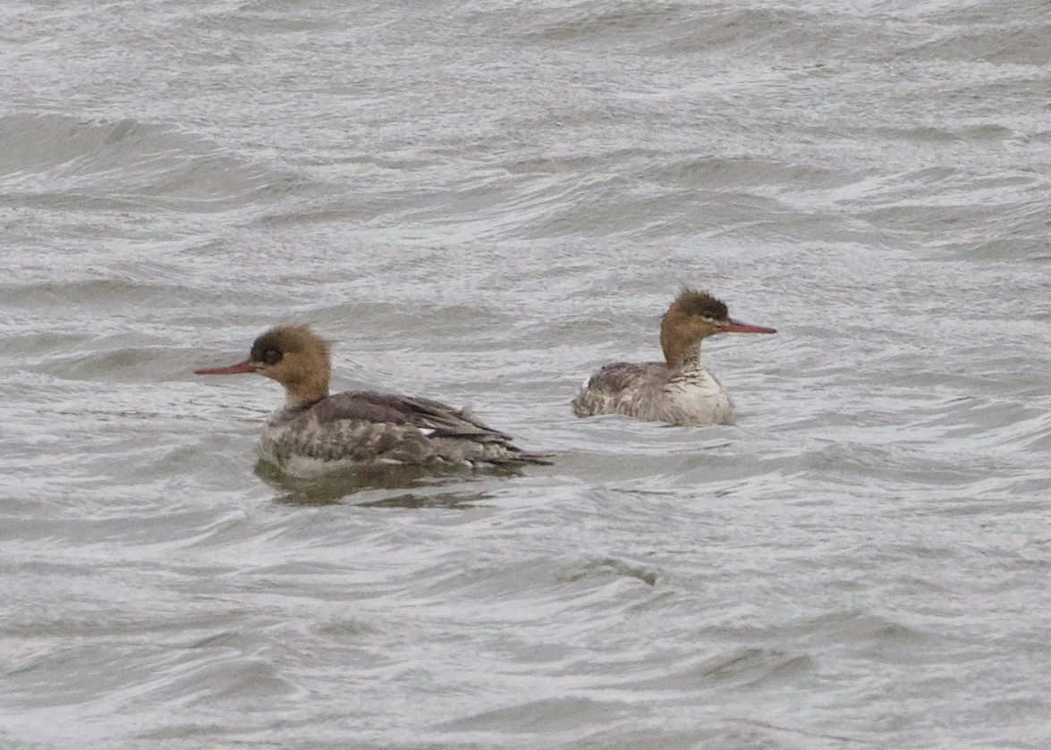 Red-breasted Merganser - ML619431346