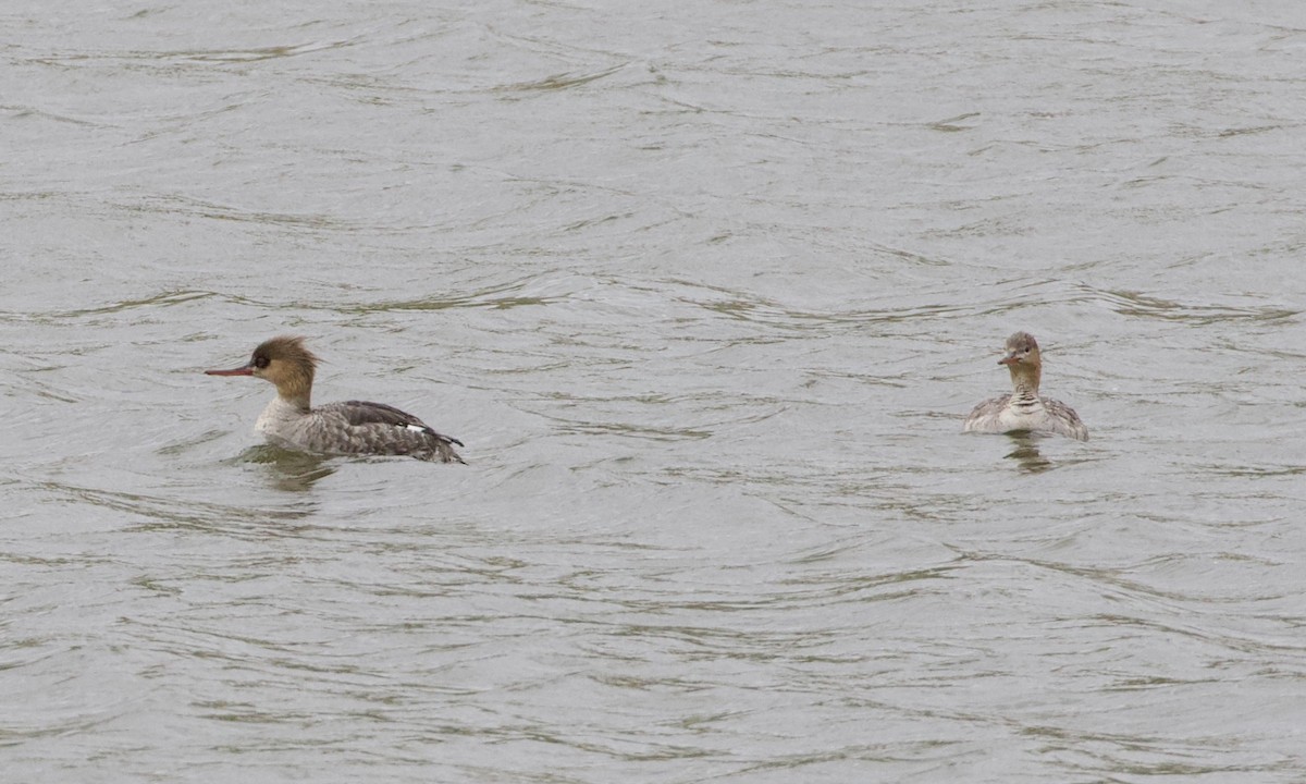 Red-breasted Merganser - ML619431347