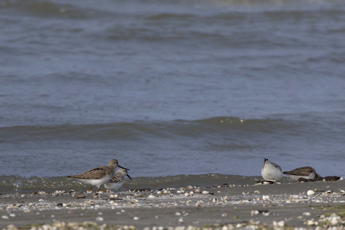 Sanderling - Pantea Golzari