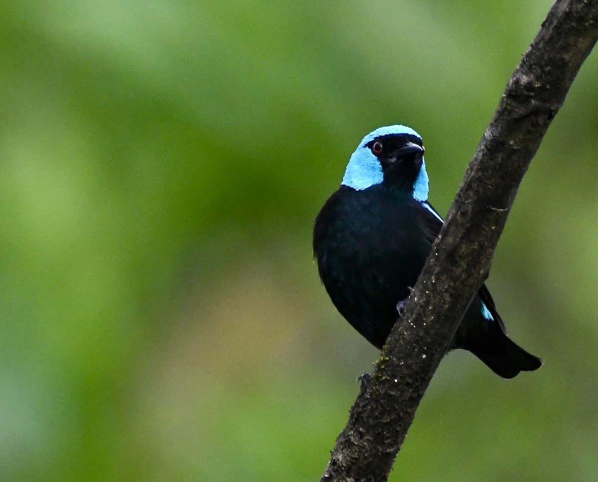 Scarlet-thighed Dacnis - mark perry