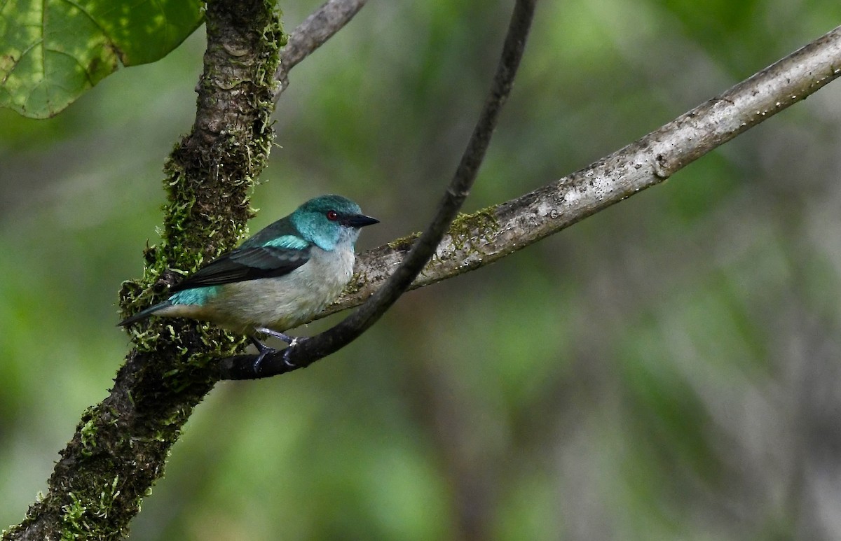 Scarlet-thighed Dacnis - mark perry