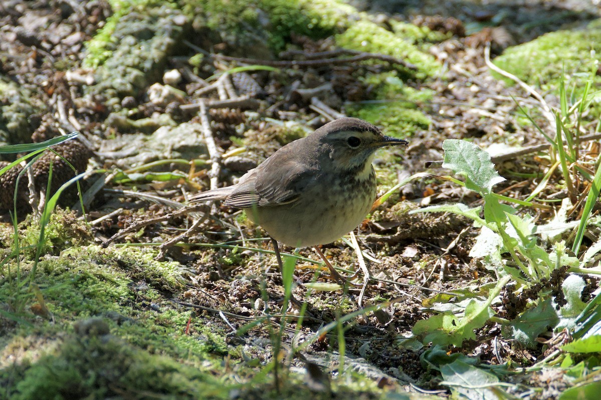 Bluethroat - Fran Kim