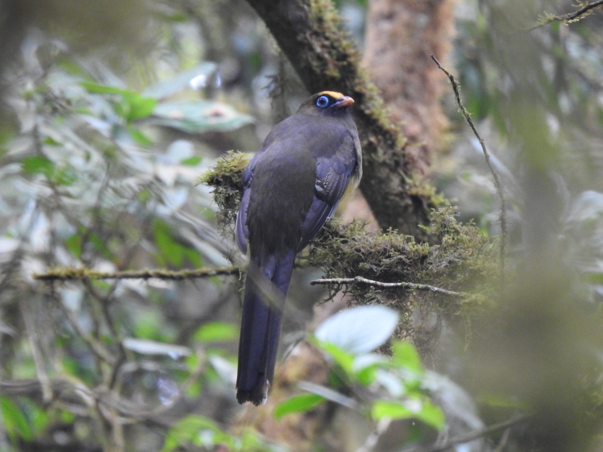 Ward's Trogon - Suebsawat Sawat-chuto