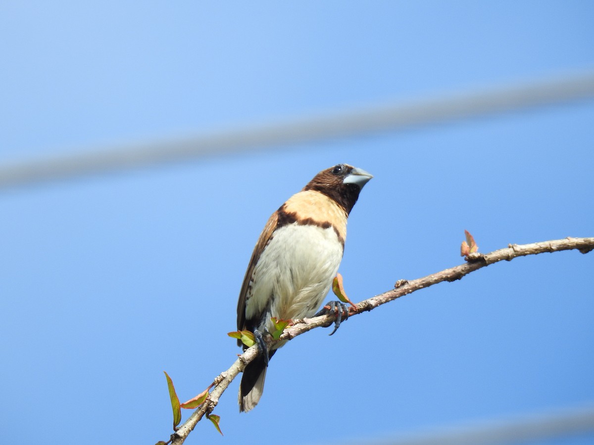 Chestnut-breasted Munia - Monica Mesch