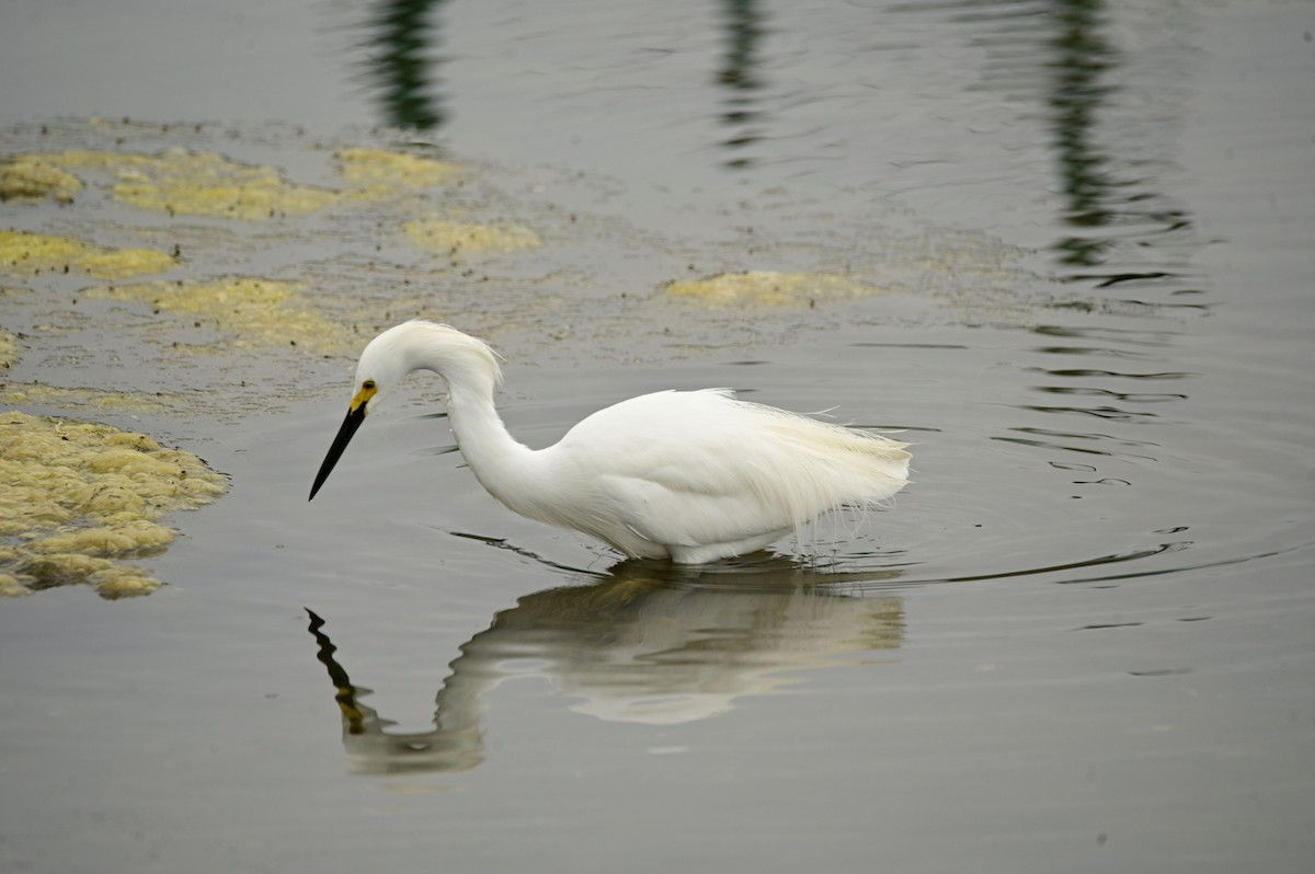 Snowy Egret - Ann Saetnan