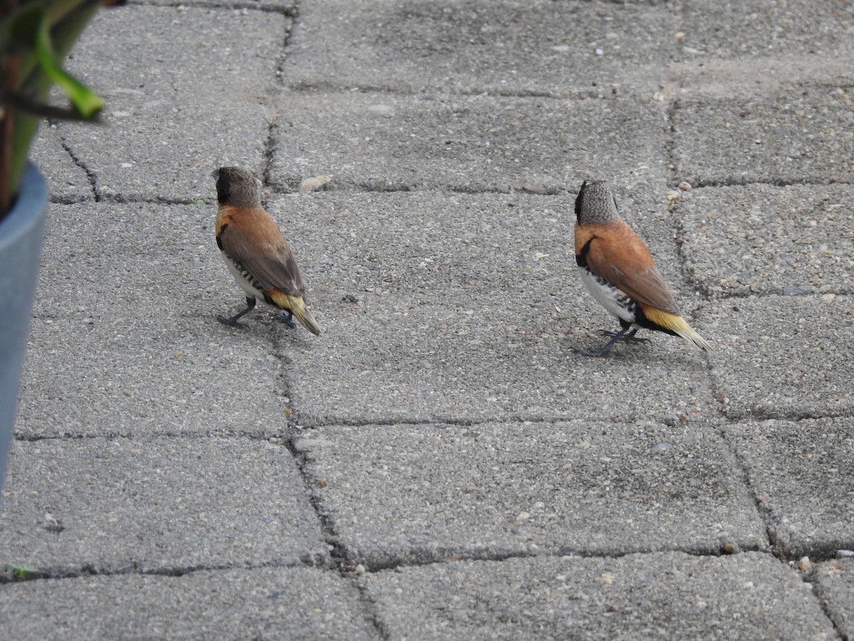 Chestnut-breasted Munia - Monica Mesch