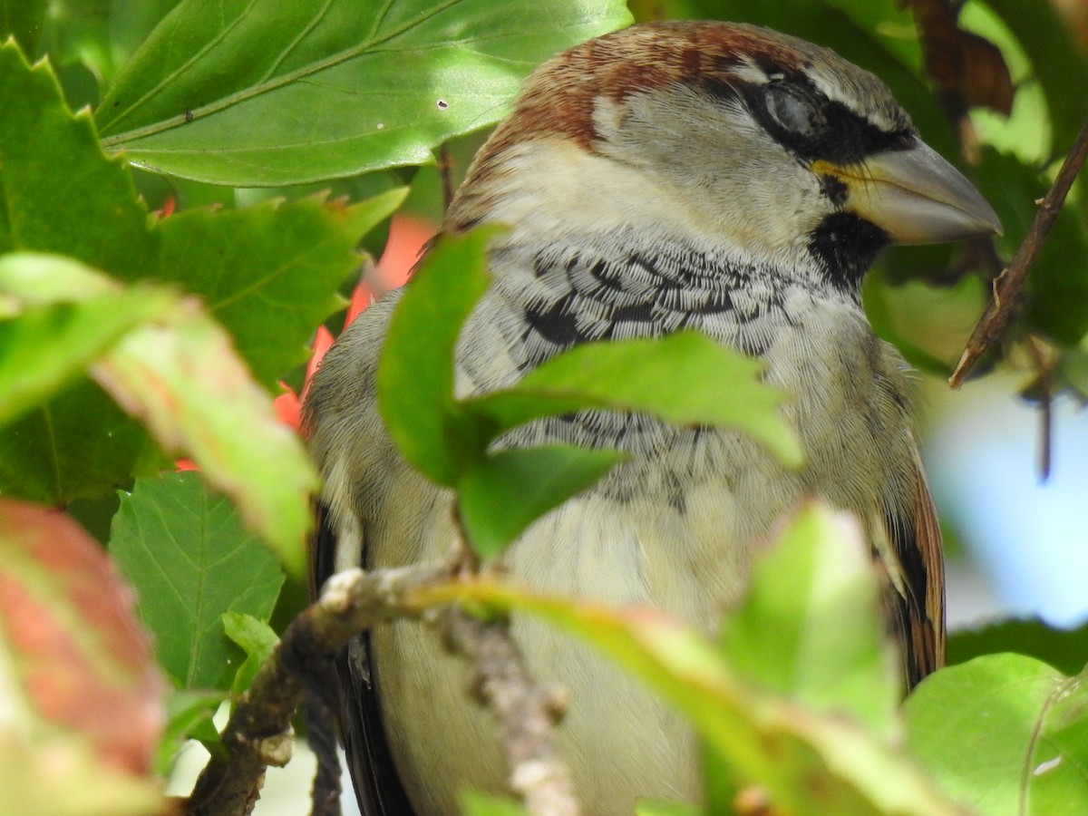 House Sparrow - Monica Mesch