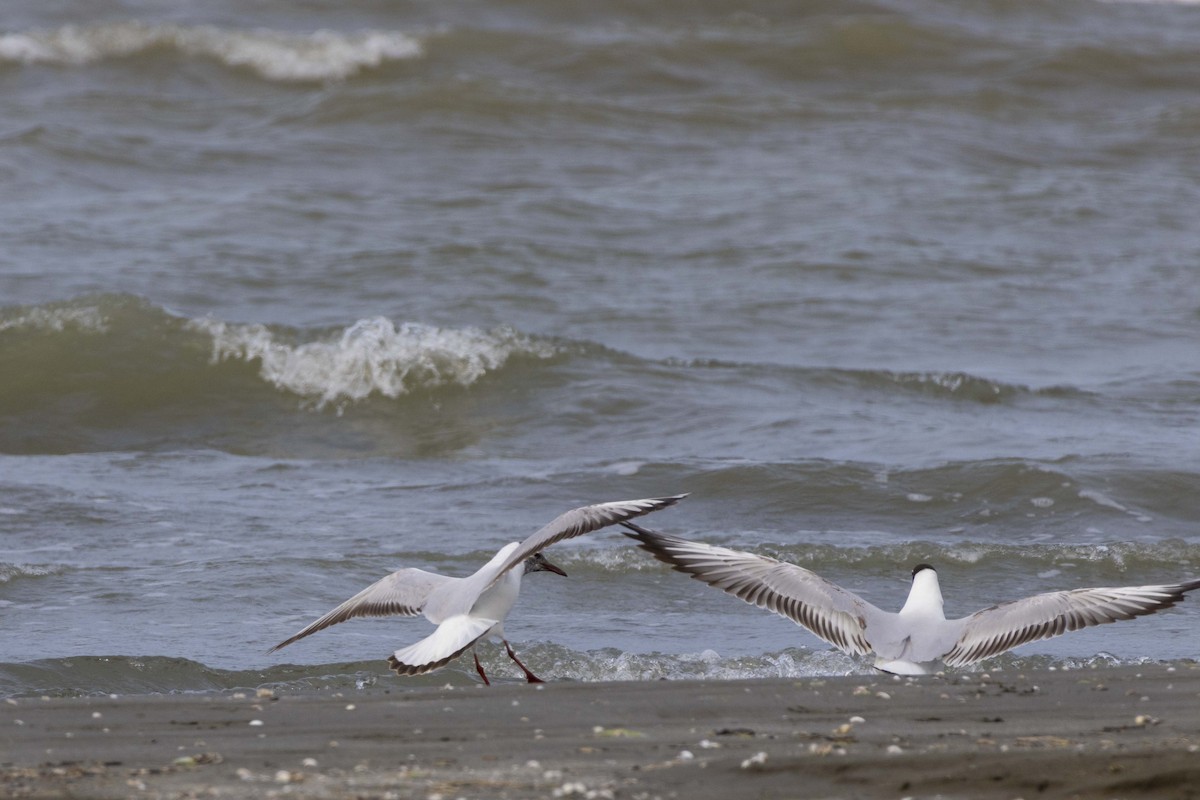 Black-headed Gull - Pantea Golzari