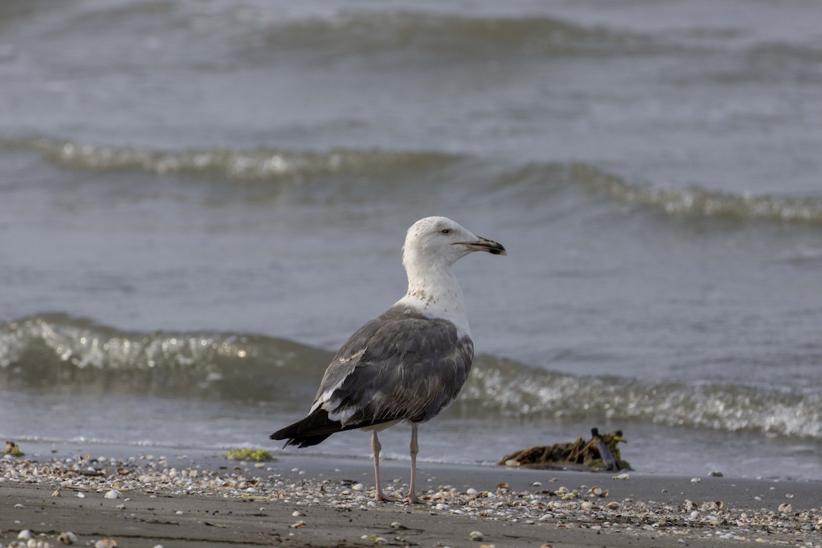 Caspian Gull - Pantea Golzari