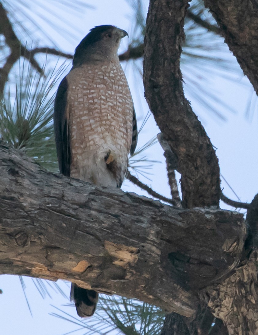 Cooper's Hawk - Chris Tosdevin