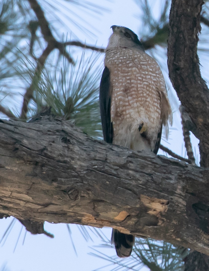 Cooper's Hawk - Chris Tosdevin