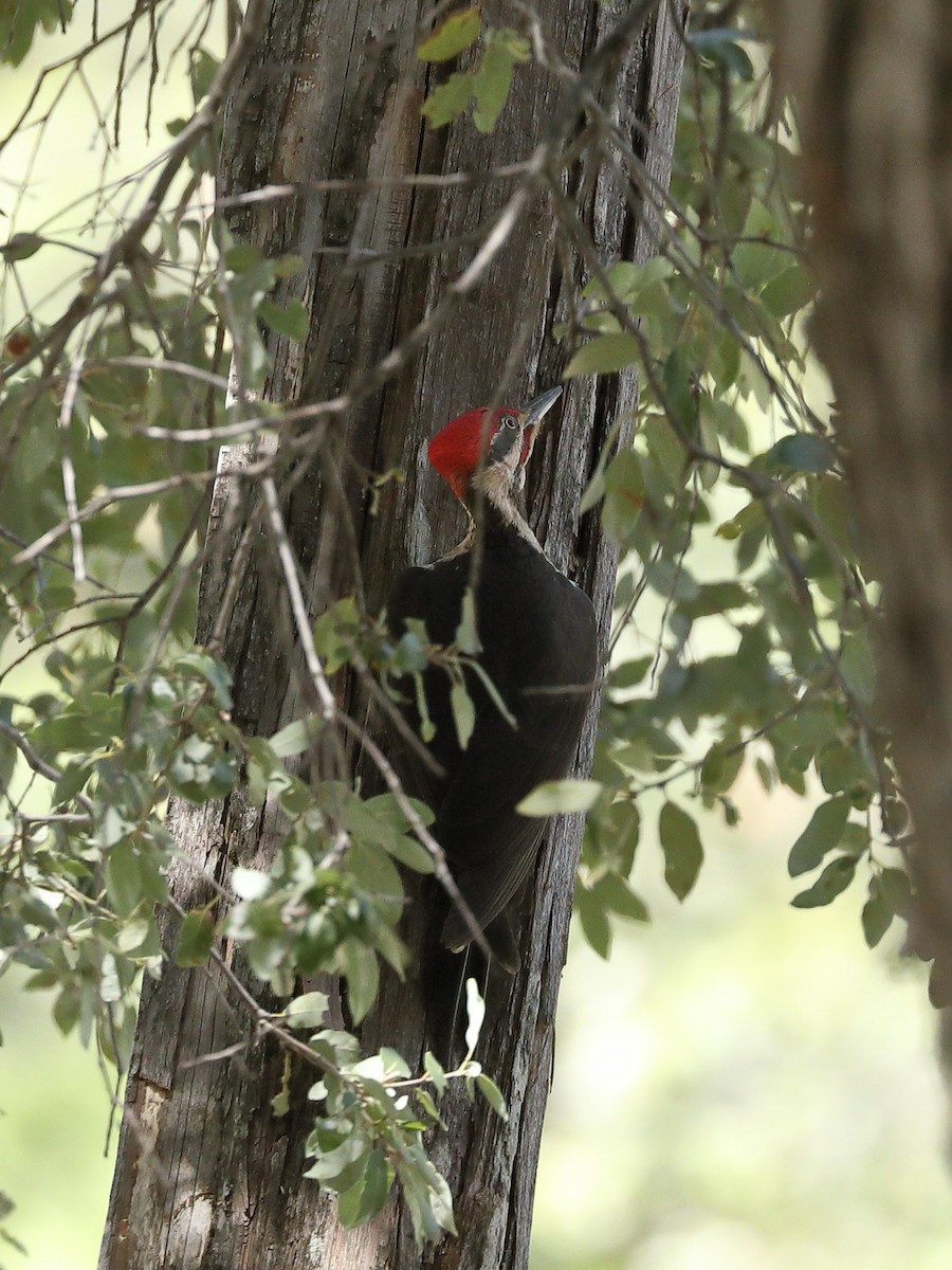 Pileated Woodpecker - Hampus Sandberg