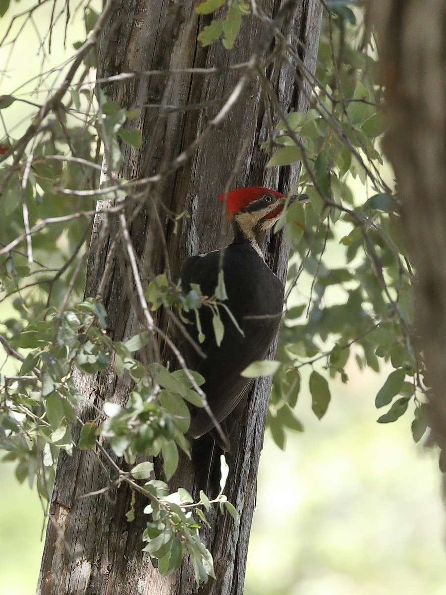 Pileated Woodpecker - Hampus Sandberg