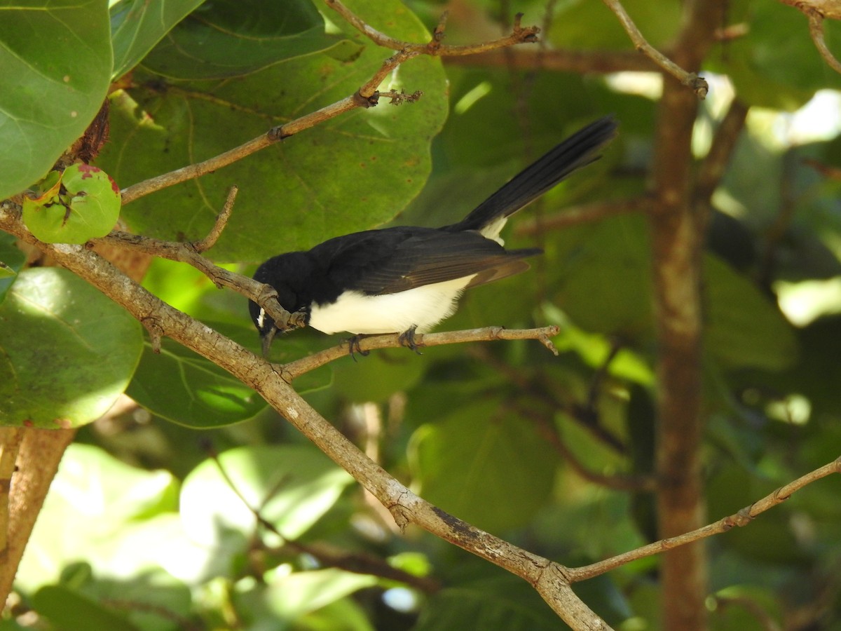 Willie-wagtail - Monica Mesch