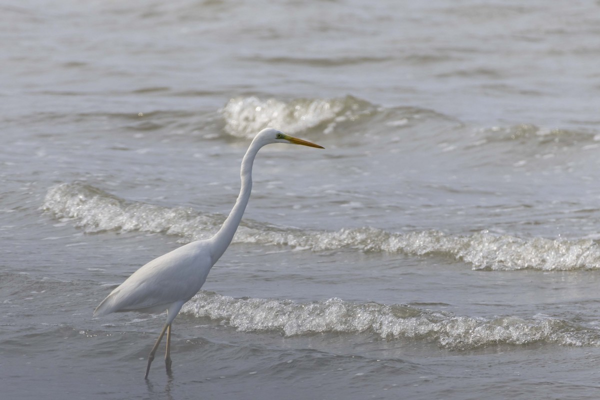 Great Egret - Pantea Golzari