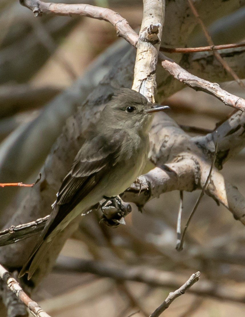 Western Wood-Pewee - Chris Tosdevin