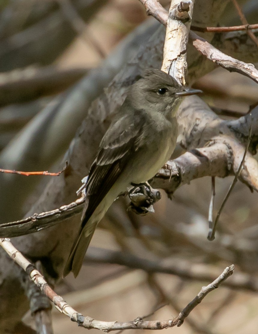 Western Wood-Pewee - Chris Tosdevin