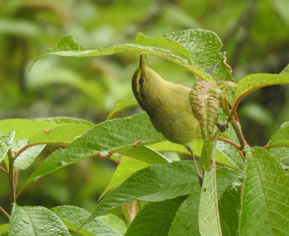 Tickell's Leaf Warbler - Suebsawat Sawat-chuto