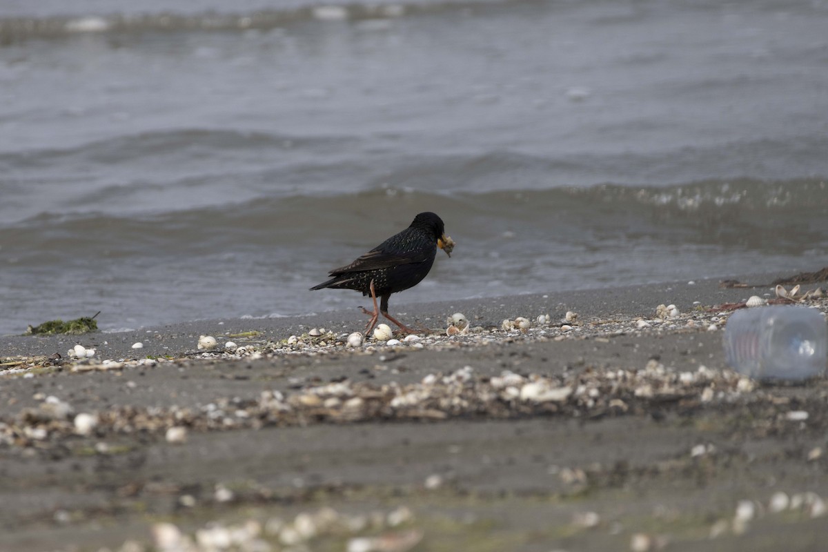 European Starling - Pantea Golzari