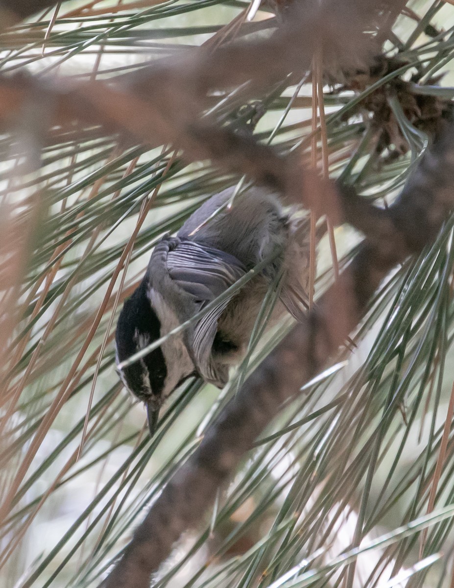 Mountain Chickadee - Chris Tosdevin