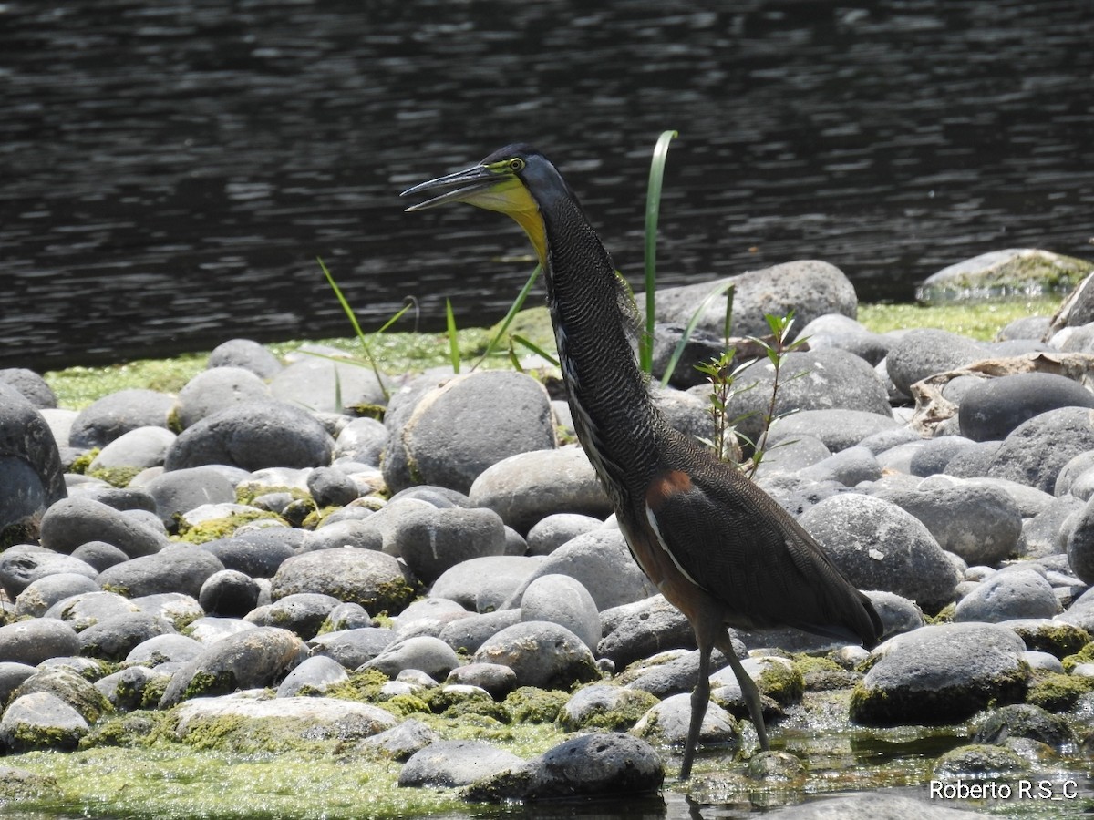 Bare-throated Tiger-Heron - roberto rodriguez sanchez