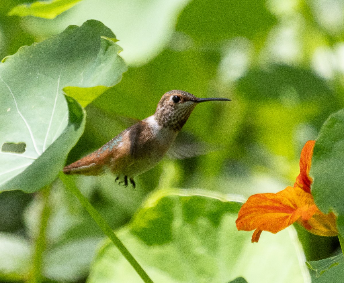 Allen's Hummingbird - Tom Younkin