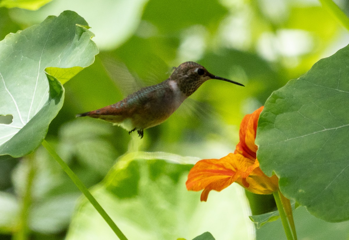 Allen's Hummingbird - Tom Younkin