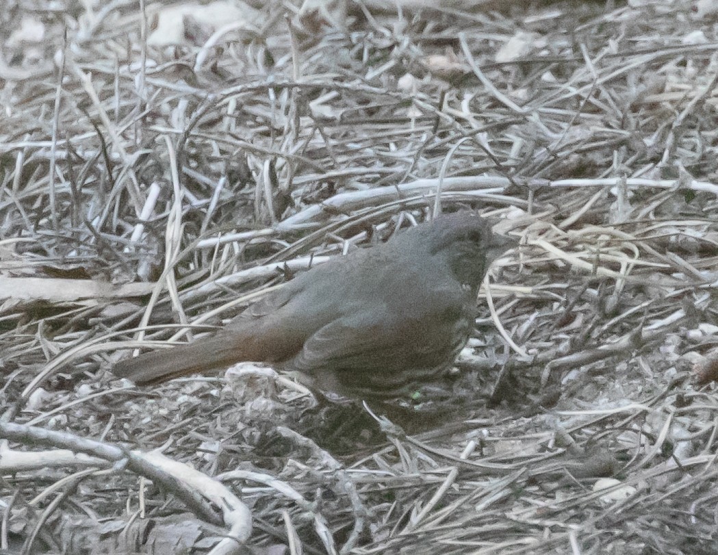 Fox Sparrow - Chris Tosdevin