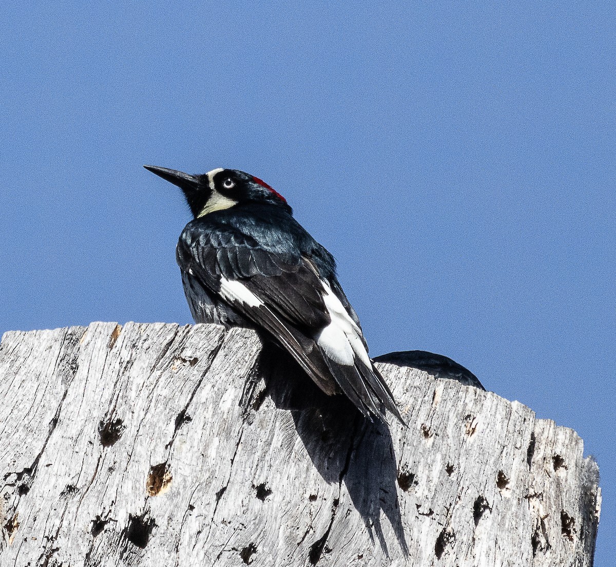 Acorn Woodpecker - Tom Younkin