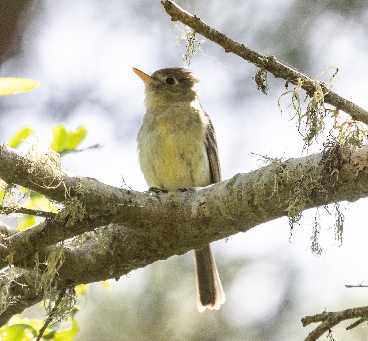 Western Flycatcher - Tom Younkin