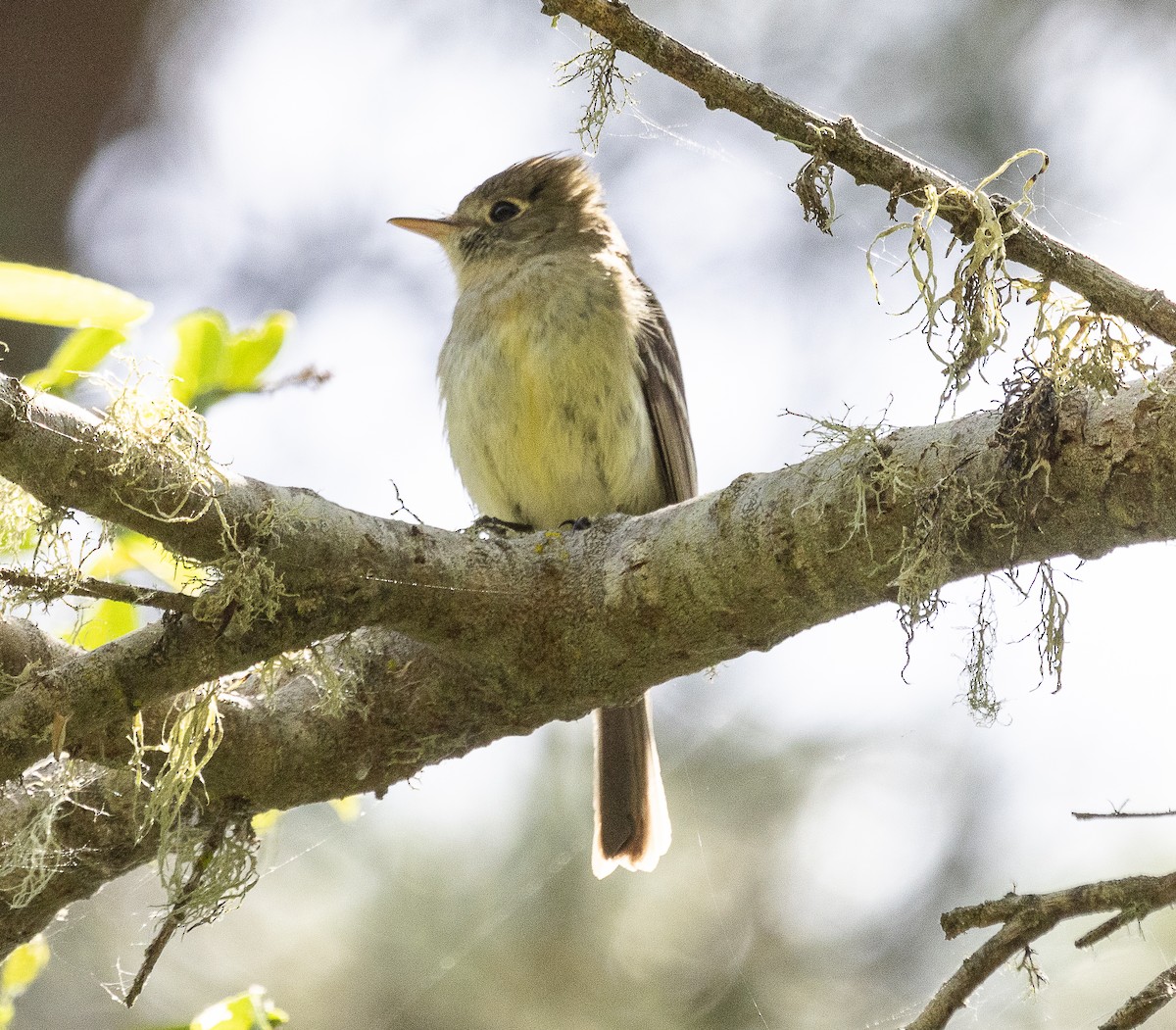 Western Flycatcher - Tom Younkin