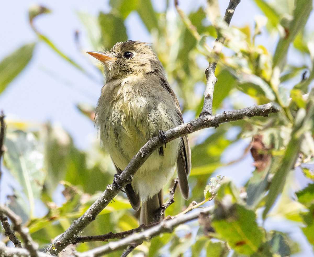 Western Flycatcher - Tom Younkin